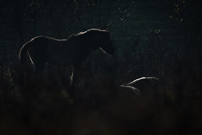 BUITEN BEELD Foto: 304225