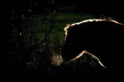 BUITEN BEELD Foto: 304226
