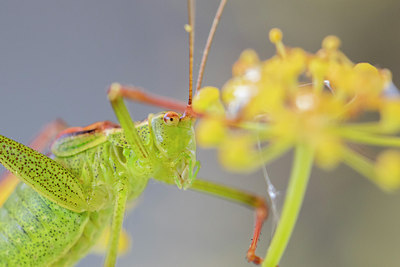BUITEN BEELD Foto: 304237