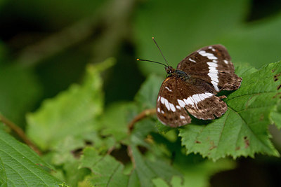 BUITEN BEELD Foto: 304242