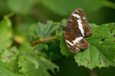BUITEN BEELD Foto: 304243
