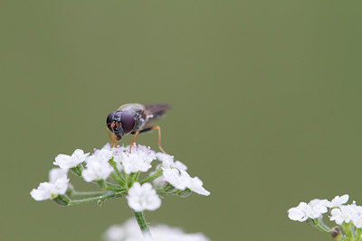 BUITEN BEELD Foto: 304250