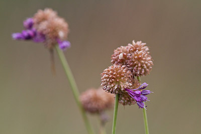 BUITEN BEELD Foto: 304264
