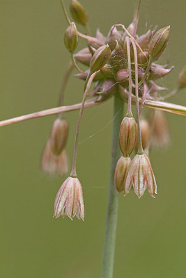BUITEN BEELD Foto: 304267