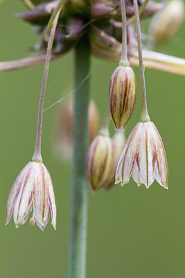 BUITEN BEELD Foto: 304268