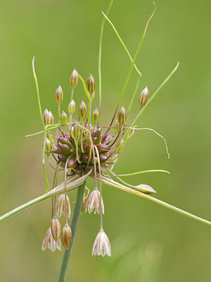 BUITEN BEELD Foto: 304269