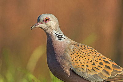 BUITEN BEELD Foto: 304273