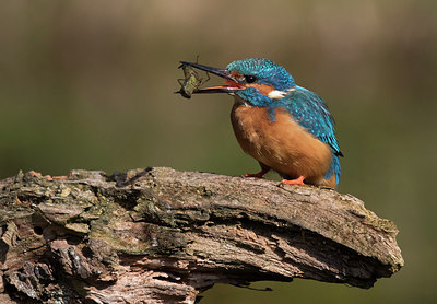 BUITEN BEELD Foto: 304279
