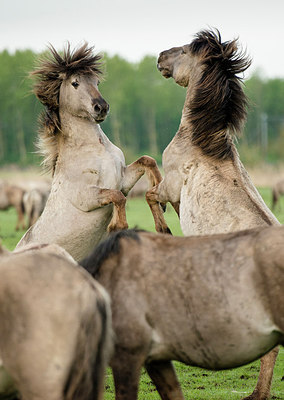 BUITEN BEELD Foto: 304295