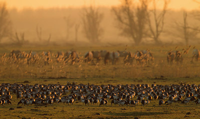 BUITEN BEELD Foto: 304312