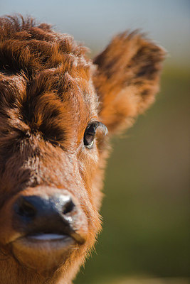 BUITEN BEELD Foto: 304314