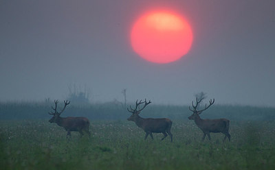 BUITEN BEELD Foto: 304319