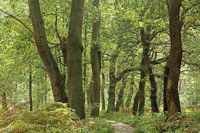 BUITEN BEELD Foto: 304359