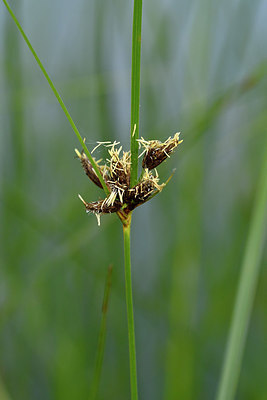 BUITEN BEELD Foto: 304392