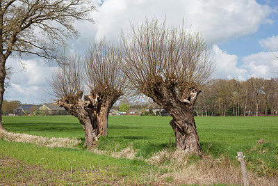 BUITEN BEELD Foto: 304404