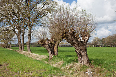 BUITEN BEELD Foto: 304405