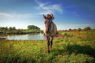 BUITEN BEELD Foto: 304419