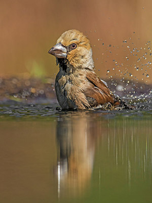 BUITEN BEELD Foto: 304424