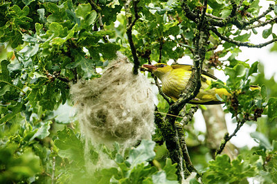 BUITEN BEELD Foto: 304431
