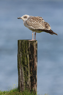 BUITEN BEELD Foto: 304451