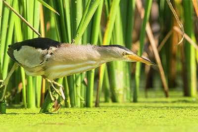 BUITEN BEELD Foto: 304497