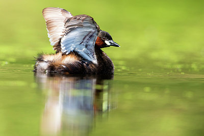 BUITEN BEELD Foto: 304511