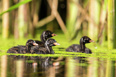 BUITEN BEELD Foto: 304516