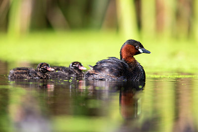 BUITEN BEELD Foto: 304519