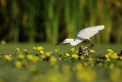 BUITEN BEELD Foto: 304586