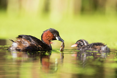 BUITEN BEELD Foto: 304590