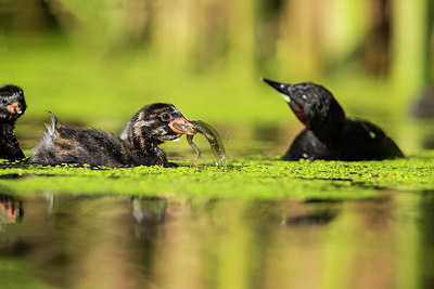 BUITEN BEELD Foto: 304593