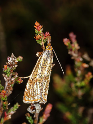 BUITEN BEELD Foto: 304633