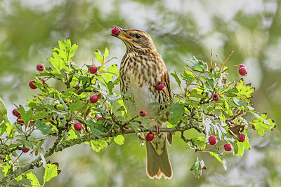 BUITEN BEELD Foto: 304708