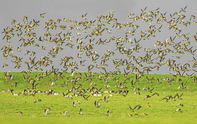 BUITEN BEELD Foto: 304755