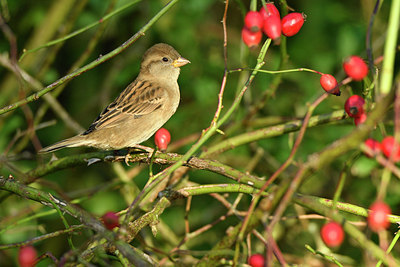 BUITEN BEELD Foto: 304805