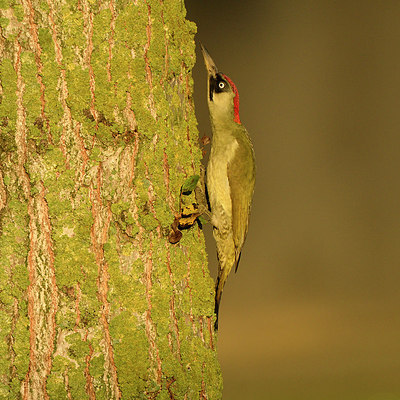 BUITEN BEELD Foto: 304807