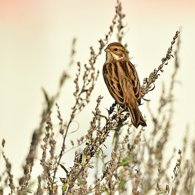 BUITEN BEELD Foto: 304813