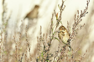 BUITEN BEELD Foto: 304814