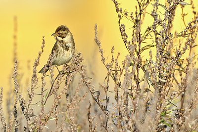 BUITEN BEELD Foto: 304815