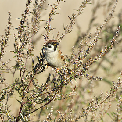 BUITEN BEELD Foto: 304818