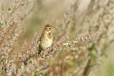 BUITEN BEELD Foto: 304820