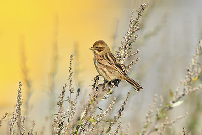 BUITEN BEELD Foto: 304826