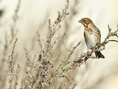 BUITEN BEELD Foto: 304827