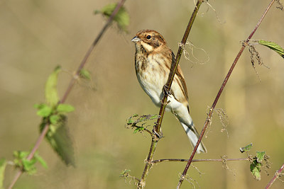 BUITEN BEELD Foto: 304829