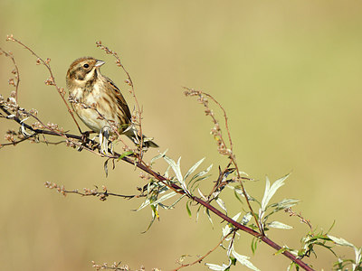 BUITEN BEELD Foto: 304832