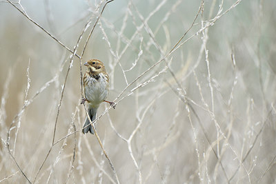 BUITEN BEELD Foto: 304843