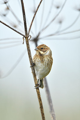 BUITEN BEELD Foto: 304846