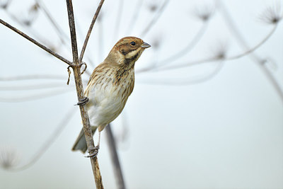 BUITEN BEELD Foto: 304847