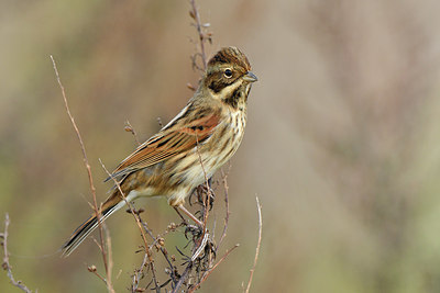 BUITEN BEELD Foto: 304848