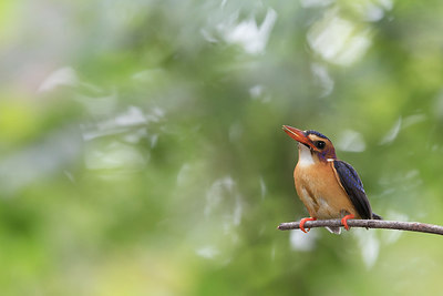 BUITEN BEELD Foto: 304858